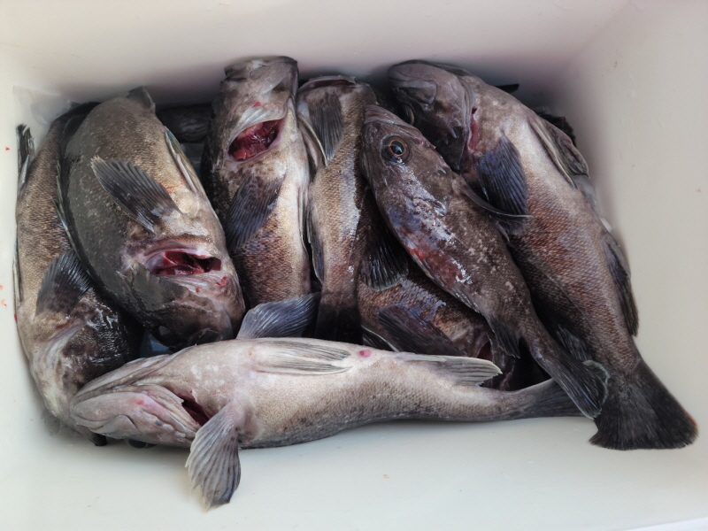 레인져호 조황갤러리입니다.