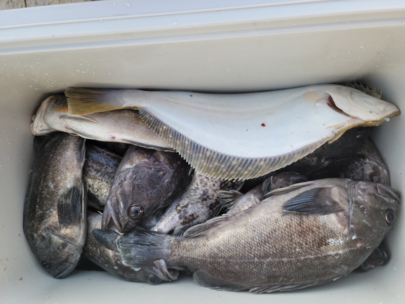 레인져호 조황갤러리입니다.