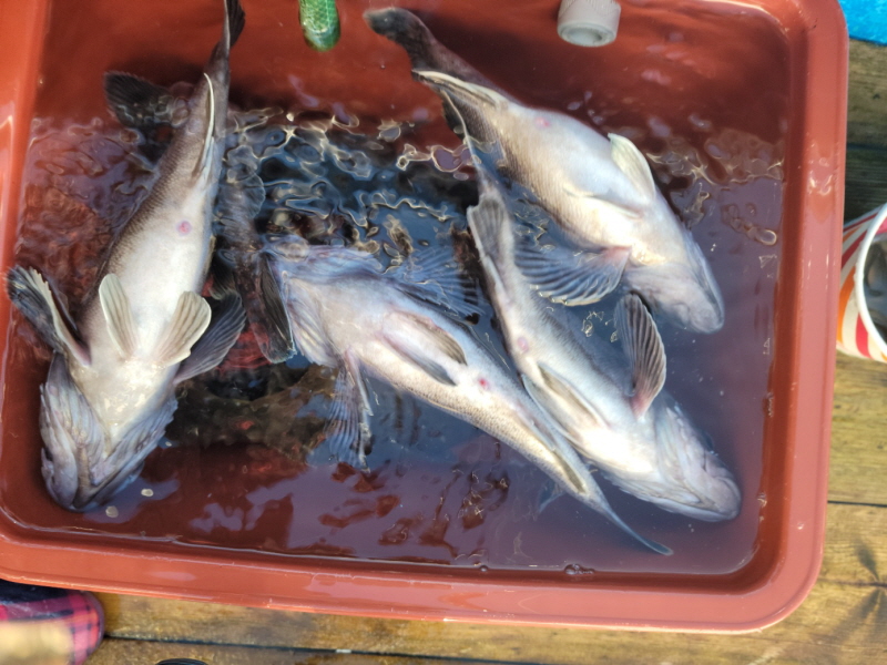 레인져호 조황갤러리입니다.