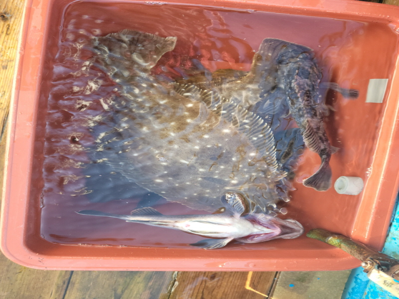 레인져호 조황갤러리입니다.