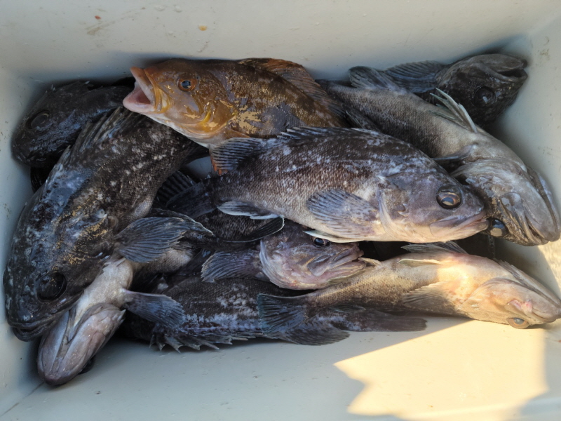 레인져호 조황갤러리입니다.