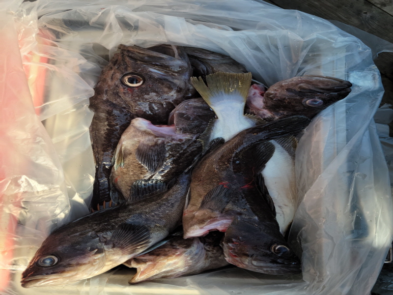 레인져호 조황갤러리입니다.