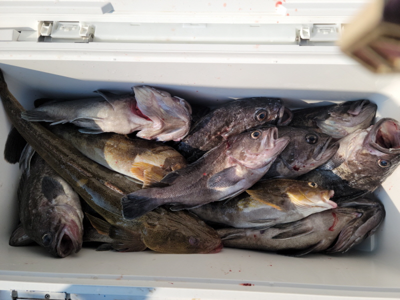 레인져호 조황갤러리입니다.