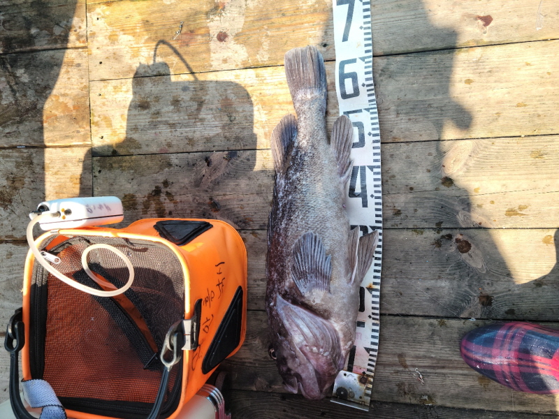 레인져호 조황갤러리입니다.