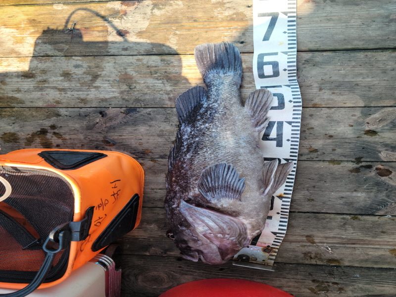 레인져호 조황갤러리입니다.