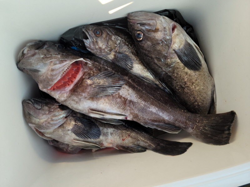 레인져호 조황갤러리입니다.