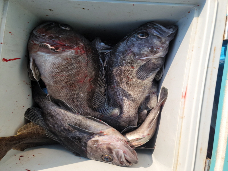 레인져호 조황갤러리입니다.