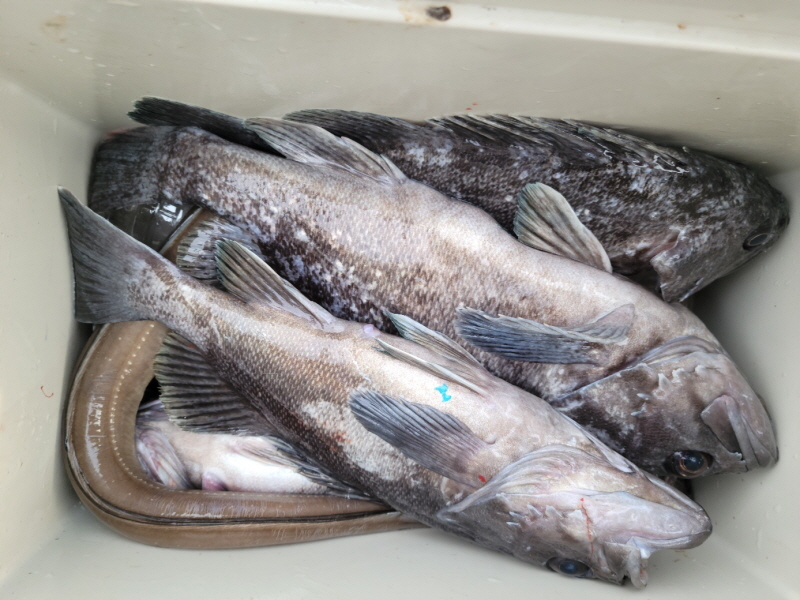 레인져호 조황갤러리입니다.