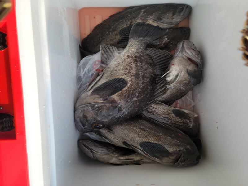 레인져호 조황갤러리입니다.