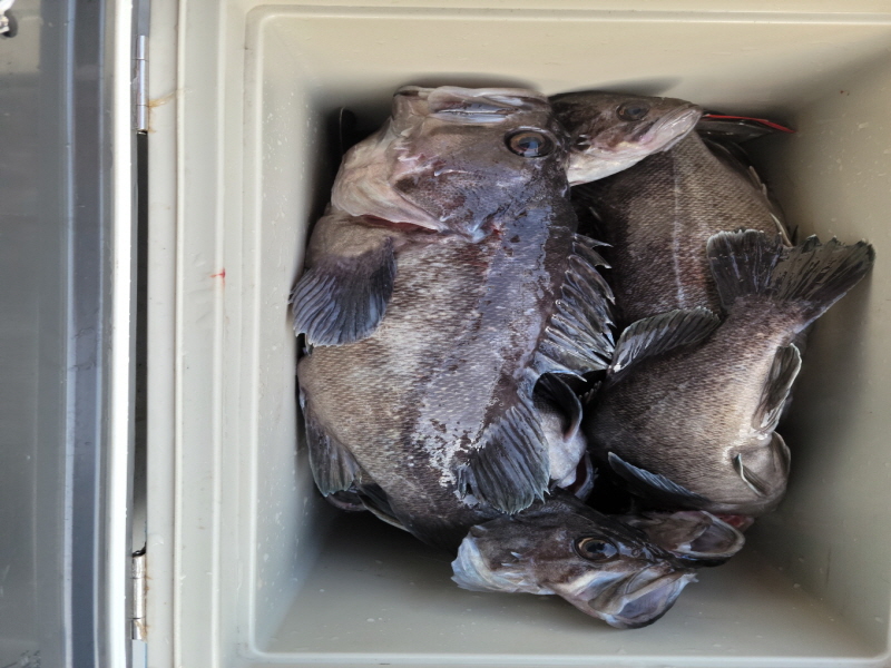 레인져호 조황갤러리입니다.