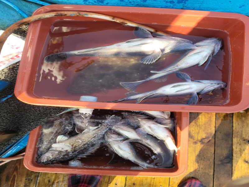 레인져호 조황갤러리입니다.