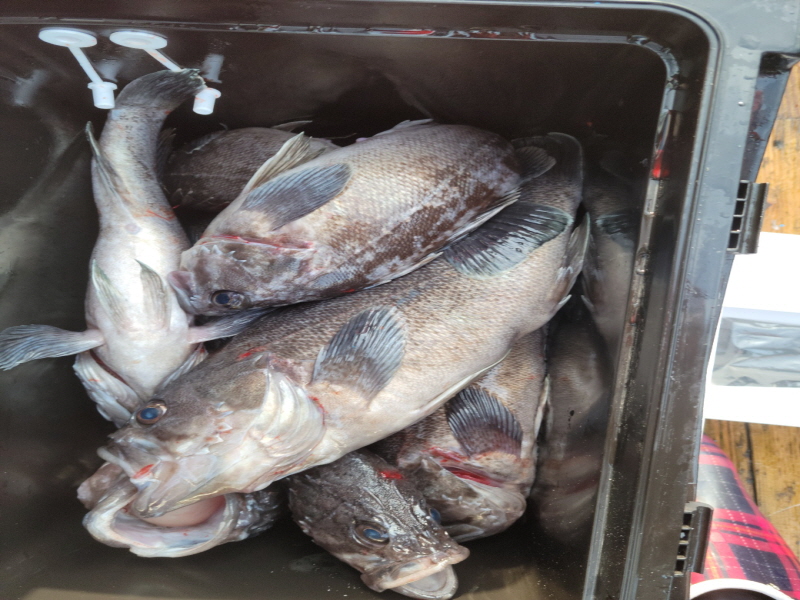 레인져호 조황갤러리입니다.