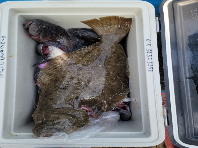 레인져호 조황갤러리입니다.