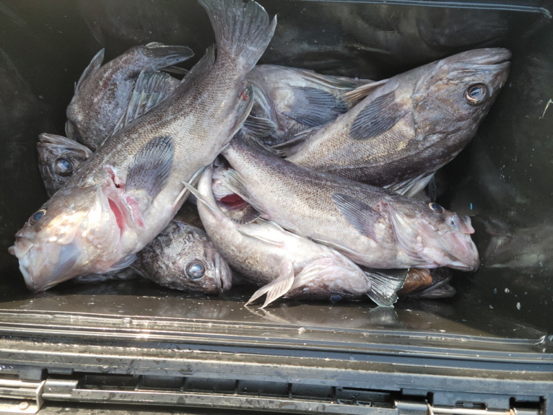 레인져호 조황갤러리입니다.