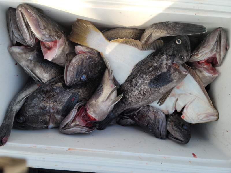 레인져호 조황갤러리입니다.