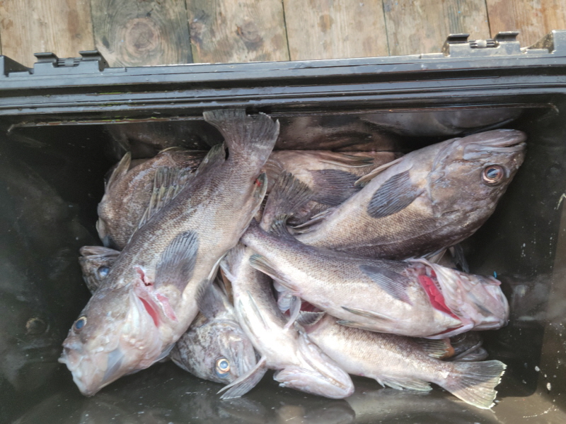 레인져호 조황갤러리입니다.