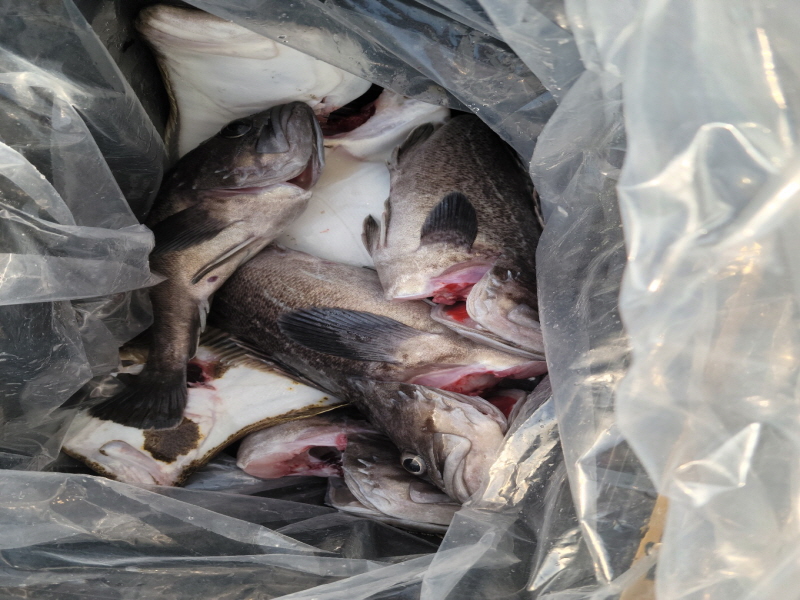 레인져호 조황갤러리입니다.