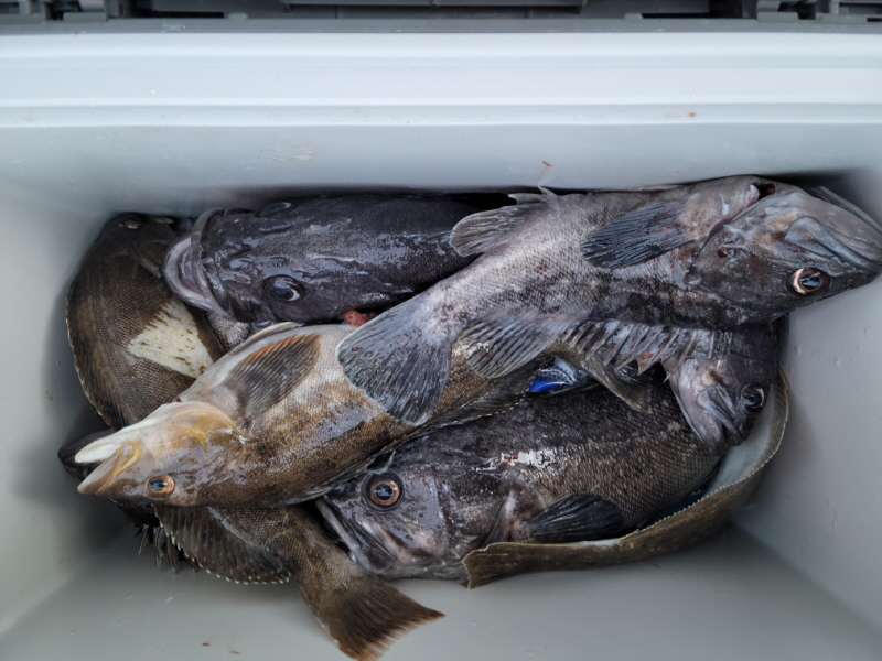 레인져호 조황갤러리입니다.