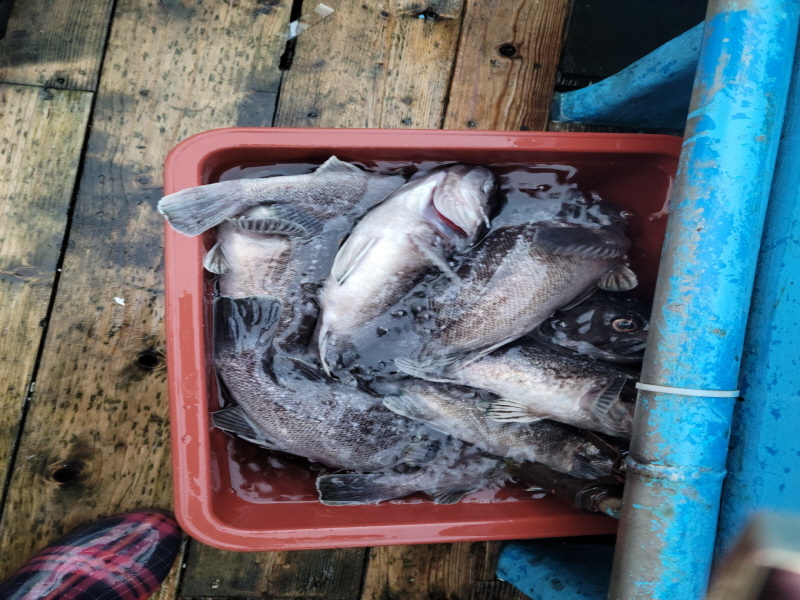 레인져호 조황갤러리입니다.