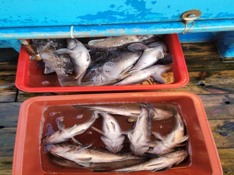 레인져호 조황갤러리입니다.