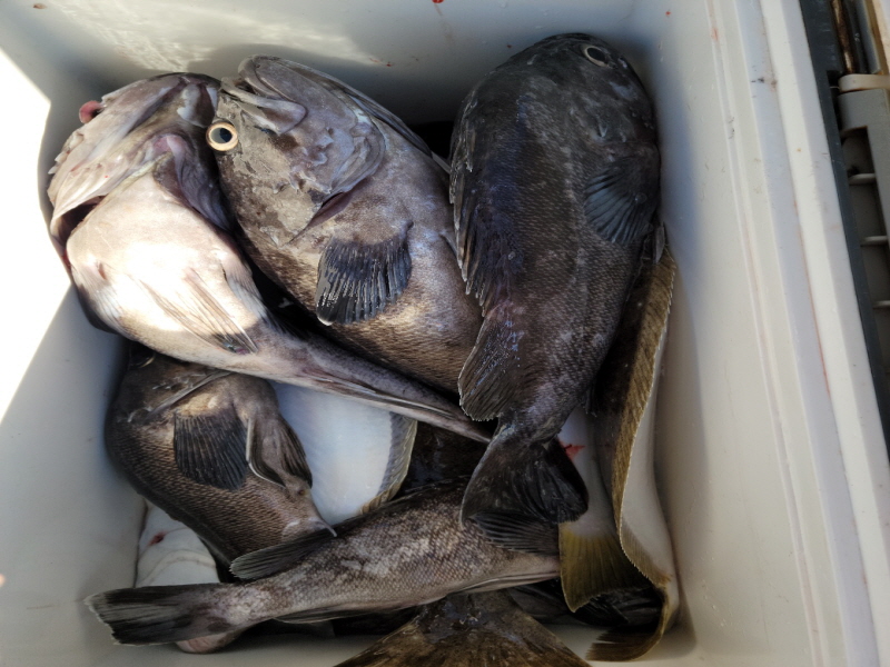 레인져호 조황갤러리입니다.