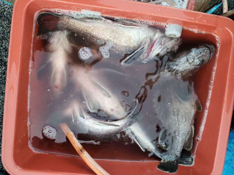 레인져호 조황갤러리입니다.