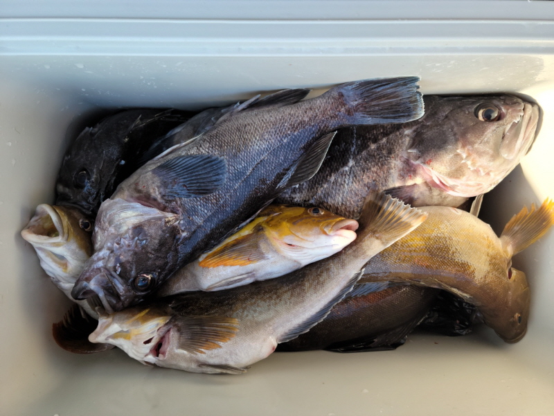 레인져호 조황갤러리입니다.