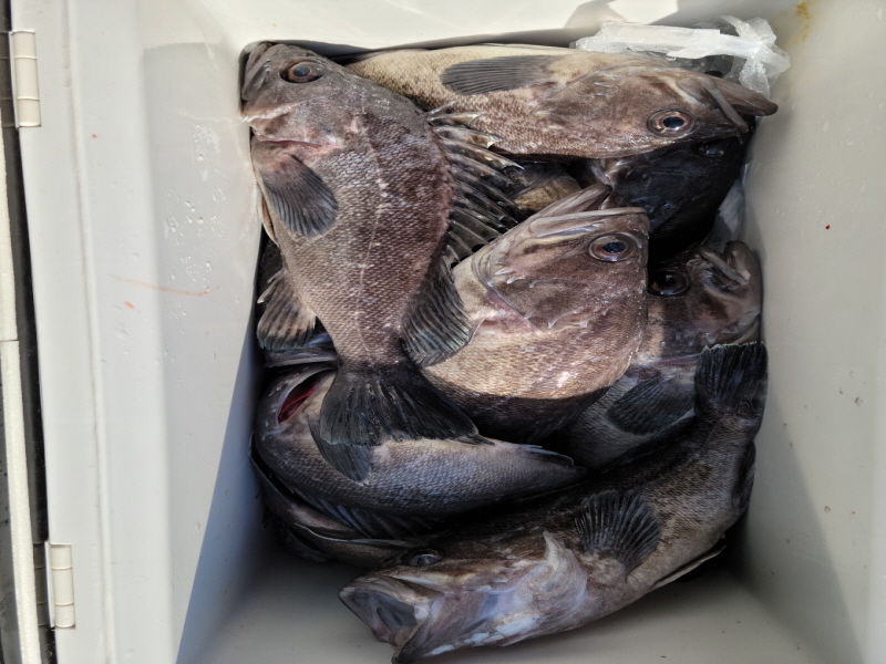 레인져호 조황갤러리입니다.