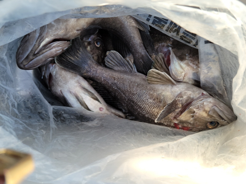 레인져호 조황갤러리입니다.