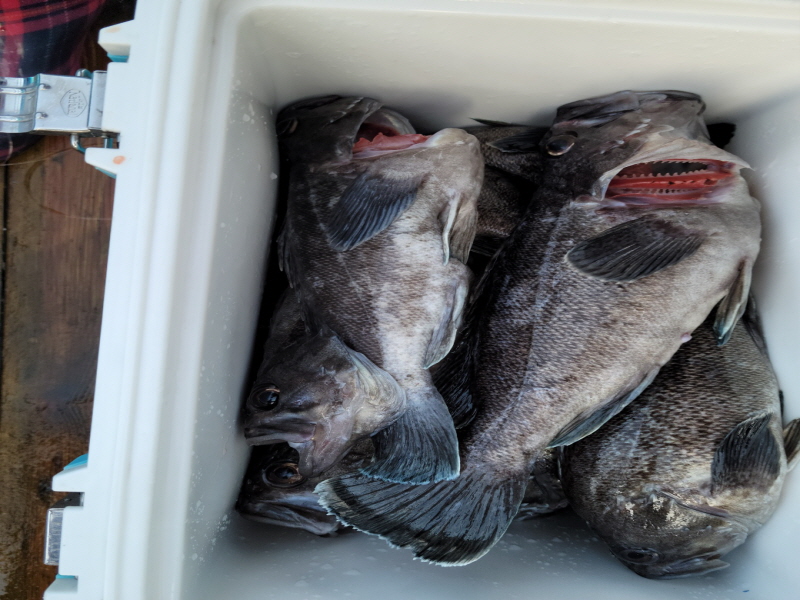 레인져호 조황갤러리입니다.