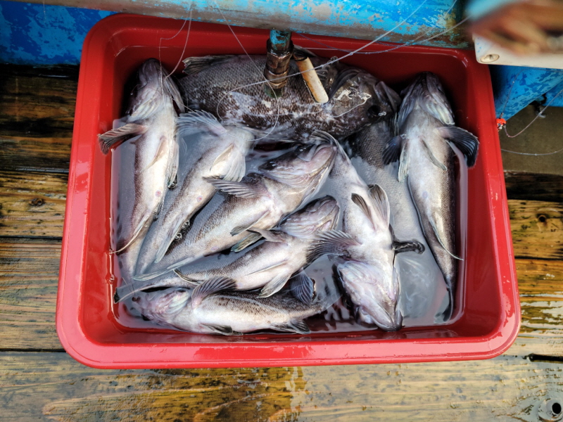 레인져호 조황갤러리입니다.