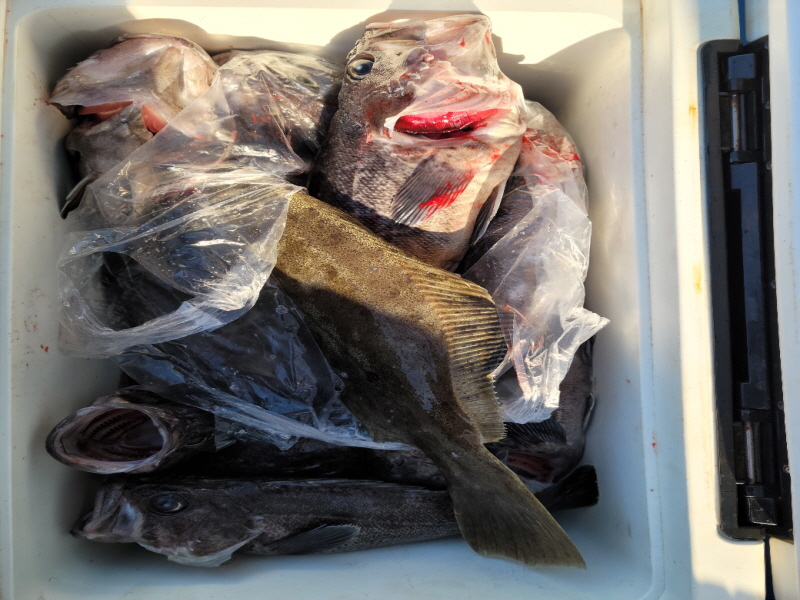 레인져호 조황갤러리입니다.