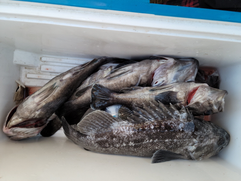 레인져호 조황갤러리입니다.