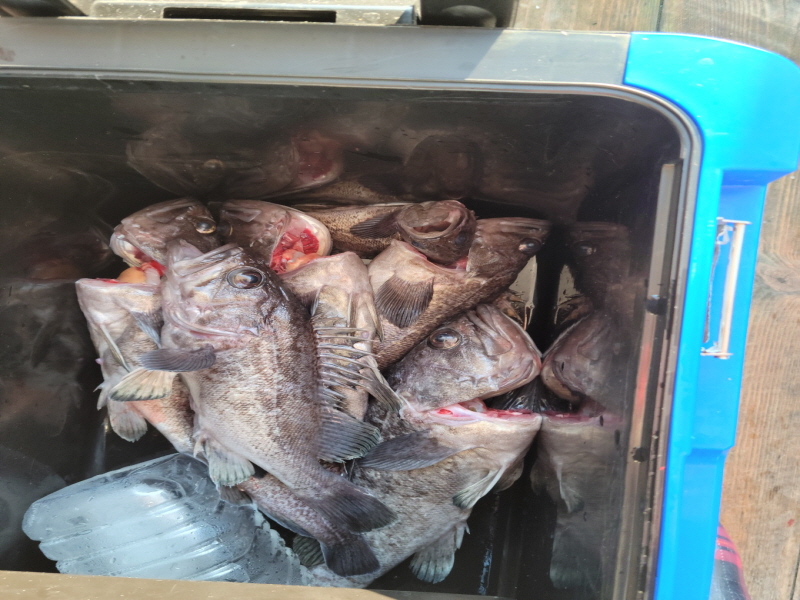 레인져호 조황갤러리입니다.