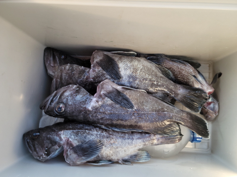 레인져호 조황갤러리입니다.