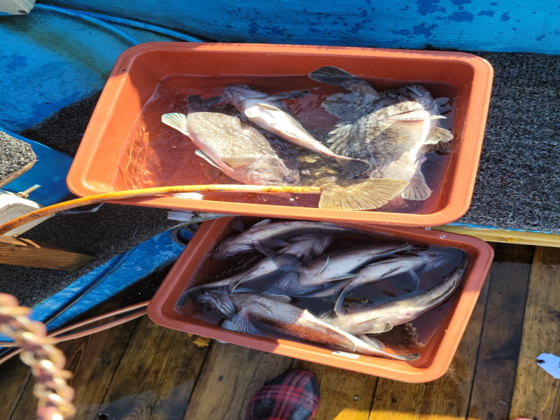 레인져호 조황갤러리입니다.