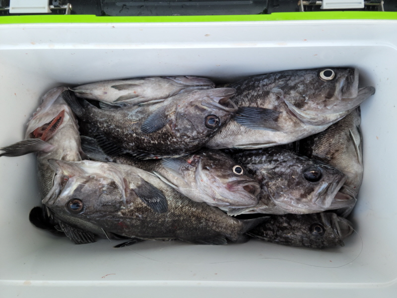 레인져호 조황갤러리입니다.