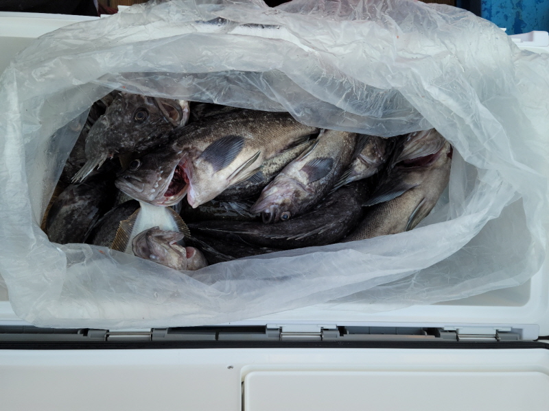 레인져호 조황갤러리입니다.