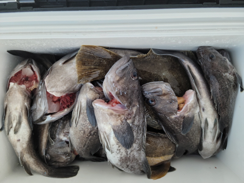 레인져호 조황갤러리입니다.