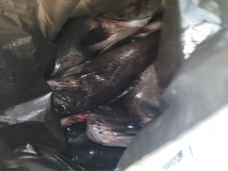 레인져호 조황갤러리입니다.