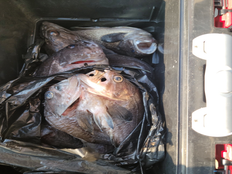 레인져호 조황갤러리입니다.