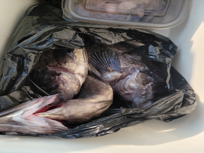 레인져호 조황갤러리입니다.