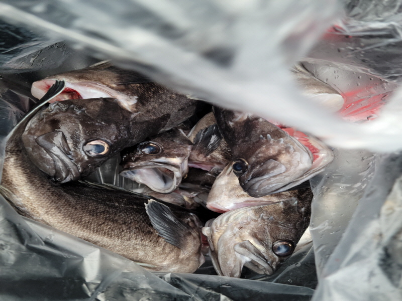 레인져호 조황갤러리입니다.