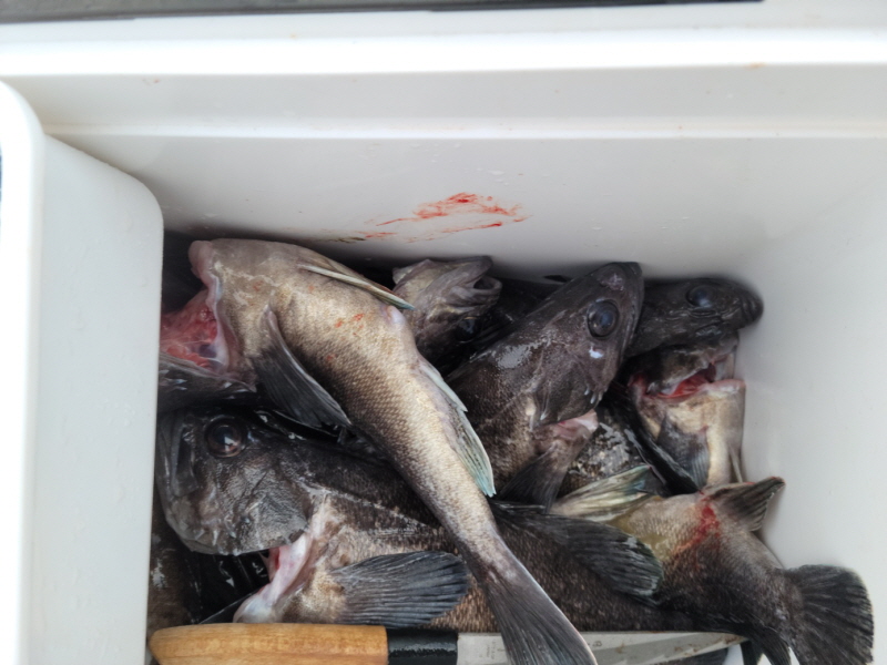 레인져호 조황갤러리입니다.