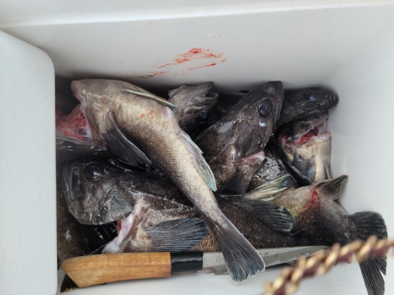 레인져호 조황갤러리입니다.