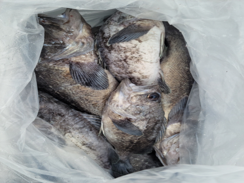 레인져호 조황갤러리입니다.