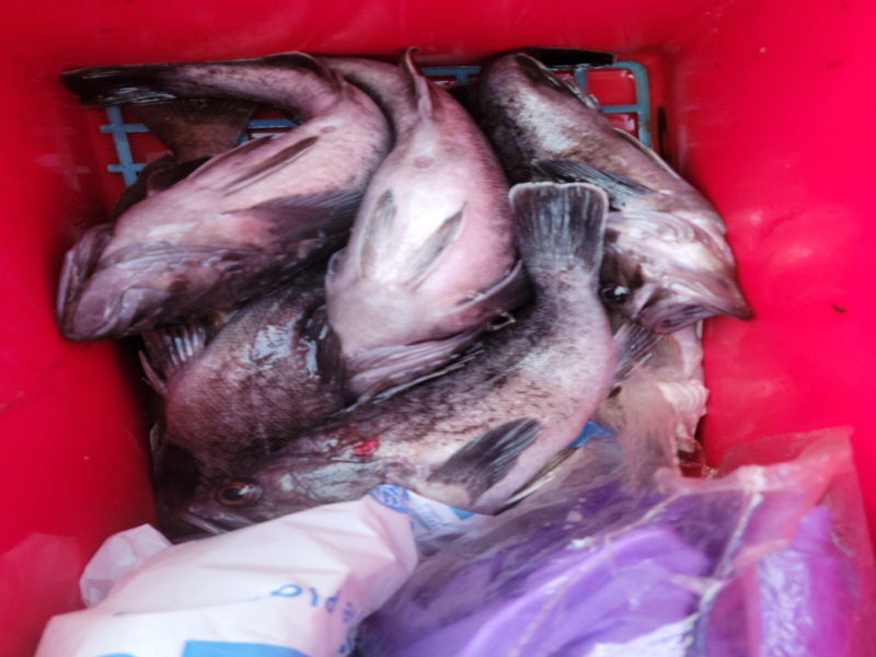 레인져호 조황갤러리입니다.