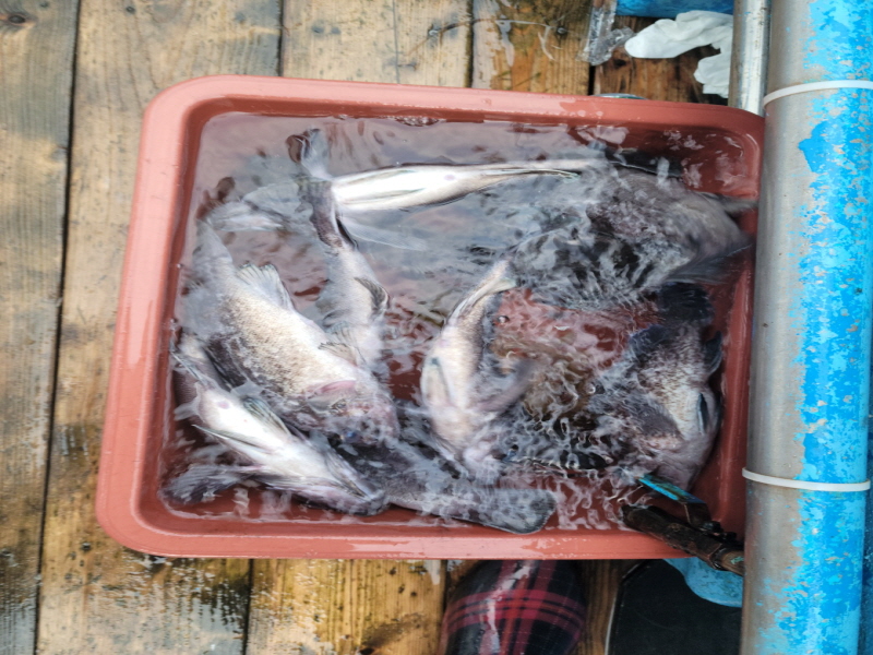 레인져호 조황갤러리입니다.