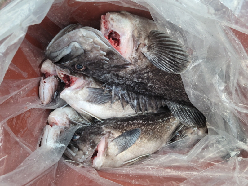 레인져호 조황갤러리입니다.