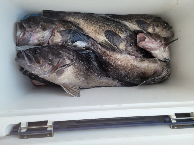 레인져호 조황갤러리입니다.